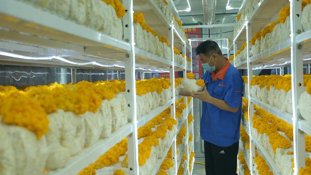 ɽ|fS𡱮a(chn)I(y)ġƼ(wn)a(chn)